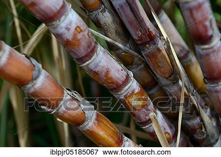 Sugarcane (Saccharum officinarum) View Large Photo Image Stock Photo - Sugarcane (Saccharum officinarum). Fotosearch