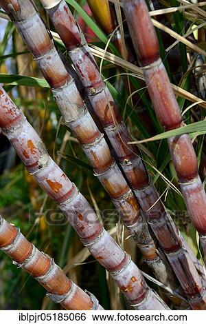 Stock Photograph - Sugarcane (Saccharum officinarum). Fotosearch