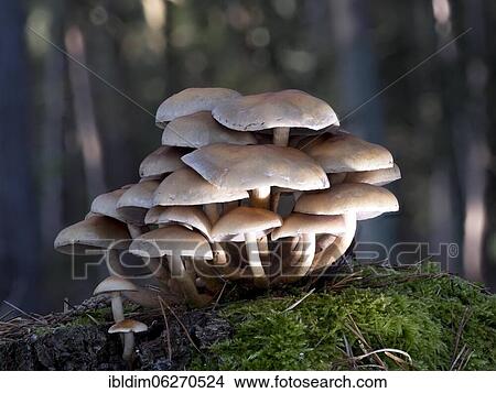 Sulphur tuft (Hypholoma fasciculare), North Rhine-Westphalia, Germany, Europe View Large Photo Image Picture - Sulphur tuft (Hypholoma fasciculare), North Rhine-Westphalia, Germany, Europe. Fotosearch