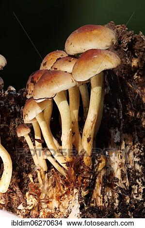 Sulphur tuft (Hypholoma fasciculare), North Rhine-Westphalia, Germany, Europe View Large Photo Image Picture - Sulphur tuft (Hypholoma fasciculare), North Rhine-Westphalia, Germany, Europe. Fotosearch