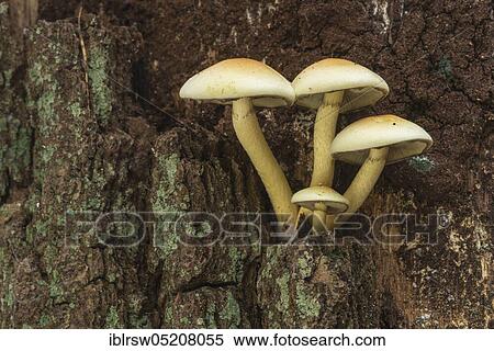 Sulphur tuft (Hypholoma fasciculare) Lower Saxony, Germany, Europe View Large Photo Image Stock Photography - Sulphur tuft (Hypholoma fasciculare) Lower Saxony, Germany, Europe. Fotosearch