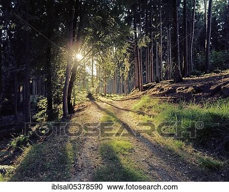 Stock Image - Sun shines through coniferous forest, Schleswig-Holstein, Germany, Europe. Fotosearch
