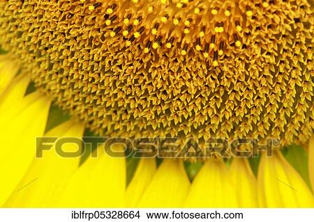 Sunflower, Helianthus annuus, Switzerland, Europe View Large Photo Image Picture - Sunflower, Helianthus annuus, Switzerland, Europe. Fotosearch