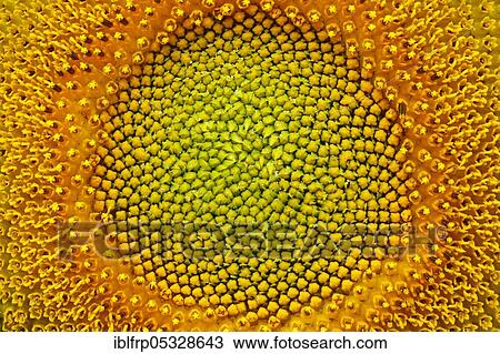 Stock Image - Sunflower, Helianthus annuus, Switzerland, Europe. Fotosearch