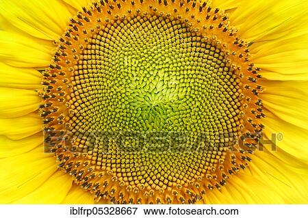 Stock Photo - Sunflower, Helianthus annuus, Switzerland, Europe. Fotosearch