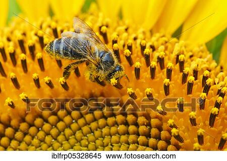 Stock Photography - Sunflower, Helianthus annuus, Switzerland, Europe. Fotosearch
