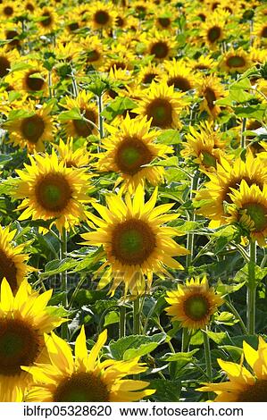 Stock Image - Sunflowers, Helianthus annuus, Switzerland, Europe. Fotosearch