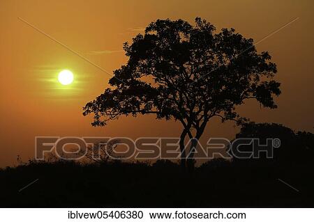 Sunrise, Savannah, Lower Zambezi National Park, Zambia, Africa View Large Photo Image Stock Image - Sunrise, Savannah, Lower Zambezi National Park, Zambia, Africa. Fotosearch