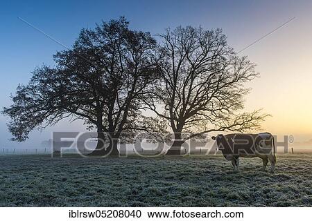 Sunrise with trees, Vestrup, Lower Saxony, Germany, Europe View Large Photo Image Stock Image - Sunrise with trees, Vestrup, Lower Saxony, Germany, Europe. Fotosearch