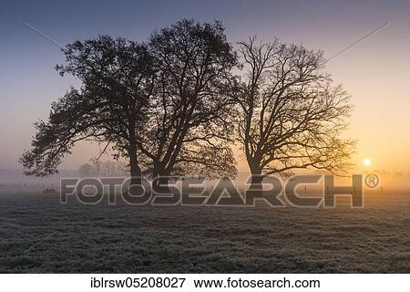 Sunrise with trees, Vestrup, Lower Saxony, Germany, Europe View Large Photo Image Stock Photo - Sunrise with trees, Vestrup, Lower Saxony, Germany, Europe. Fotosearch