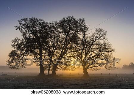 Sunrise with trees, Vestrup, Lower Saxony, Germany, Europe View Large Photo Image Stock Photo - Sunrise with trees, Vestrup, Lower Saxony, Germany, Europe. Fotosearch