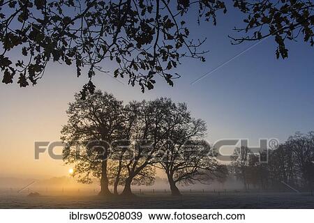 Sunrise with trees, Vestrup, Lower Saxony, Germany, Europe View Large Photo Image Stock Photo - Sunrise with trees, Vestrup, Lower Saxony, Germany, Europe. Fotosearch