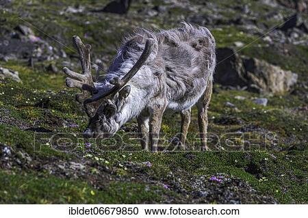Svalbard reindeer (Rangifer tarandus platyrhynchus), Svalbard, Arctic, Norway, Europe View Large Photo Image Stock Image - Svalbard reindeer (Rangifer tarandus platyrhynchus), Svalbard, Arctic, Norway, Europe. Fotosearch