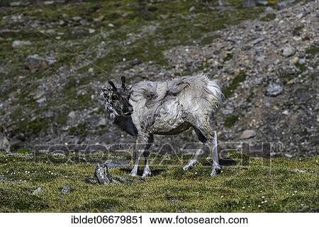 Svalbard reindeer (Rangifer tarandus platyrhynchus), Svalbard, Arctic, Norway, Europe View Large Photo Image Stock Image - Svalbard reindeer (Rangifer tarandus platyrhynchus), Svalbard, Arctic, Norway, Europe. Fotosearch