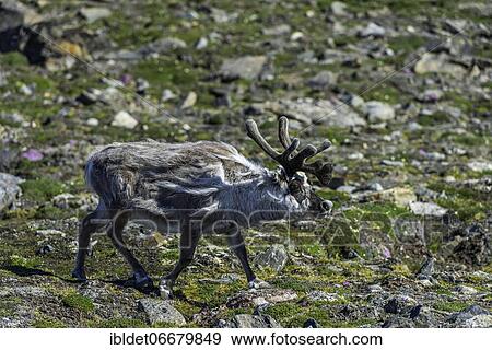 Svalbard reindeer (Rangifer tarandus platyrhynchus), Svalbard, Arctic, Norway, Europe View Large Photo Image Stock Photo - Svalbard reindeer (Rangifer tarandus platyrhynchus), Svalbard, Arctic, Norway, Europe. Fotosearch