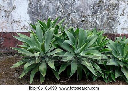 Swan-neck Sagave ( Agave attenuata), Madeira, Portugal, Europe View Large Photo Image Stock Image - Swan-neck Sagave ( Agave attenuata), Madeira, Portugal, Europe. Fotosearch