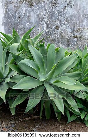 Swan-neck Sagave ( Agave attenuata), Madeira, Portugal, Europe View Large Photo Image Stock Image - Swan-neck Sagave ( Agave attenuata), Madeira, Portugal, Europe. Fotosearch