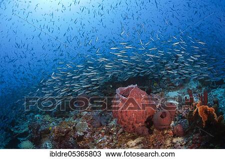 Swarm of Neon fusiliers (Pterocaesio tile), Kai Islands, Moluccas, Indonesia, Asia View Large Photo Image Stock Image - Swarm of Neon fusiliers (Pterocaesio tile), Kai Islands, Moluccas, Indonesia, Asia. Fotosearch