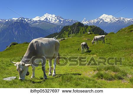 Swiss Alps, Mischabel Group, View from Huhfluh, Matterhorn, Weisshorn, Valais, Switzerland, Europe View Large Photo Image Stock Photo - Swiss Alps, Mischabel Group, View from Huhfluh, Matterhorn, Weisshorn, Valais, Switzerland, Europe. Fotosearch