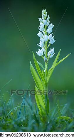 Sword-leaved forest bird (Cephalanthera longifolia), Lower Saxony, Germany, Europe View Large Photo Image Stock Image - Sword-leaved forest bird (Cephalanthera longifolia), Lower Saxony, Germany, Europe. Fotosearch