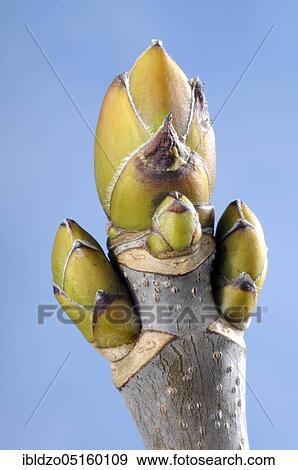 Stock Photo - Sycamore maple (Acer pseudoplatanus), but. Fotosearch