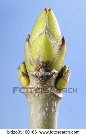 Sycamore maple (Acer pseudoplatanus), but View Large Photo Image Stock Photograph - Sycamore maple (Acer pseudoplatanus), but. Fotosearch