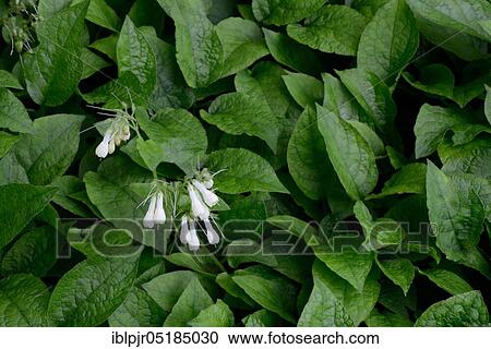 Symphytum grandiflorum ( Symphytum grandiflorum) View Large Photo Image Stock Image - Symphytum grandiflorum ( Symphytum grandiflorum). Fotosearch