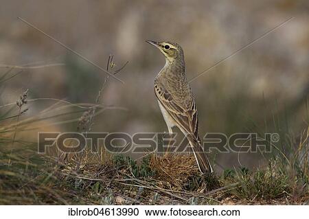 Stock Image - Tawny Pipit (Anthus campestris) on the ground of a steppe (endangered in Germany), Aragon, Spain, Europe. Fotosearch