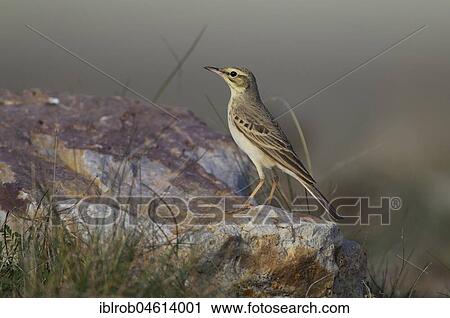 Tawny Pipit (Anthus campestris) on the ground of a steppe (endangered in Germany), Aragon, Spain, Europe View Large Photo Image Stock Image - Tawny Pipit (Anthus campestris) on the ground of a steppe (endangered in Germany), Aragon, Spain, Europe. Fotosearch