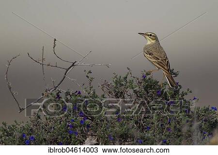 Tawny Pipit (Anthus campestris) on the ground of a steppe (endangered in Germany), Aragon, Spain, Europe View Large Photo Image Stock Image - Tawny Pipit (Anthus campestris) on the ground of a steppe (endangered in Germany), Aragon, Spain, Europe. Fotosearch