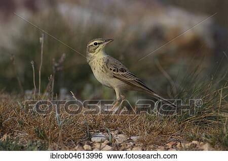 Stock Photograph - Tawny Pipit (Anthus campestris) on the ground of a steppe (endangered in Germany), Aragon, Spain, Europe. Fotosearch