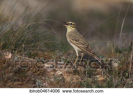 Tawny Pipit (Anthus campestris) on the ground of a steppe (endangered in Germany), Aragon, Spain, Europe View Large Photo Image Stock Photograph - Tawny Pipit (Anthus campestris) on the ground of a steppe (endangered in Germany), Aragon, Spain, Europe. Fotosearch