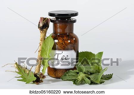 Tea (dandelion root) (Taraxacum officinale) for biliary complaints, horehound, peppermint (Mentha piperita) (Marrubium vulgare) View Large Photo Image Stock Image - Tea (dandelion root) (Taraxacum officinale) for biliary complaints, horehound, peppermint (Mentha piperita) (Marrubium vulgare). Fotosearch