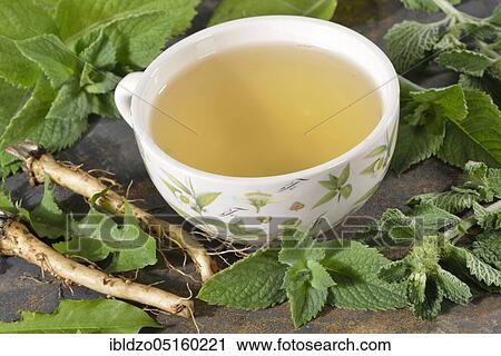 Stock Image - Tea (dandelion root) (Taraxacum officinale) for biliary complaints, horehound, peppermint (Mentha piperita) (Marrubium vulgare). Fotosearch
