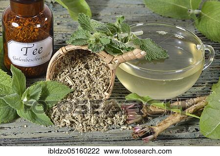 Tea (dandelion root) (Taraxacum officinale) for biliary complaints, horehound, peppermint (Mentha piperita) (Marrubium vulgare) View Large Photo Image Stock Image - Tea (dandelion root) (Taraxacum officinale) for biliary complaints, horehound, peppermint (Mentha piperita) (Marrubium vulgare). Fotosearch