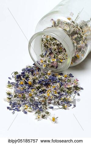Tea mixture from dried Common daisy ( Bellis perennis) and lavender flowers ( Lavandula) angustirfolia View Large Photo Image Stock Photo - Tea mixture from dried Common daisy ( Bellis perennis) and lavender flowers ( Lavandula) angustirfolia. Fotosearch