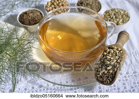 Tea of the Four Winds, aniseed (Pimpinella anisum), aniseed, fennel seeds (Foeniculum vulgare), fennel, caraway seeds, caraway, coriander seeds (Coriandrum sativum), coriander, caraway seeds (Carum carvi) View Large Photo Image Picture - Tea of the Four Winds, aniseed (Pimpinella anisum), aniseed, fennel seeds (Foeniculum vulgare), fennel, caraway seeds, caraway, coriander seeds (Coriandrum sativum), coriander, caraway seeds (Carum carvi). Fotosearch