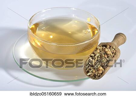 Tea of the Four Winds, aniseed (Pimpinella anisum), aniseed, fennel seeds (Foeniculum vulgare), fennel, caraway seeds, caraway, coriander seeds (Coriandrum sativum), coriander, caraway seeds (Carum carvi) View Large Photo Image Stock Photo - Tea of the Four Winds, aniseed (Pimpinella anisum), aniseed, fennel seeds (Foeniculum vulgare), fennel, caraway seeds, caraway, coriander seeds (Coriandrum sativum), coriander, caraway seeds (Carum carvi). Fotosearch