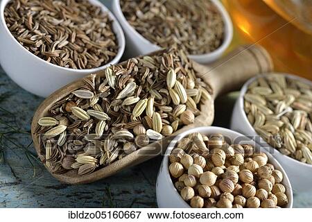 Tea of the Four Winds, aniseed (Pimpinella anisum), aniseed, fennel seeds (Foeniculum vulgare), fennel, caraway seeds, caraway, coriander seeds (Coriandrum sativum), coriander, caraway seeds (Carum carvi) View Large Photo Image Stock Photo - Tea of the Four Winds, aniseed (Pimpinella anisum), aniseed, fennel seeds (Foeniculum vulgare), fennel, caraway seeds, caraway, coriander seeds (Coriandrum sativum), coriander, caraway seeds (Carum carvi). Fotosearch