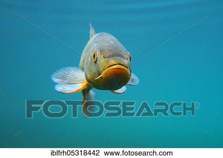 Stock Image - Tench or Doctor fish (Tinca tinca). Fotosearch