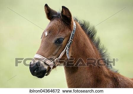 Stock Image - Thoroughbred horse, racehorse, foal, Baden-Württemberg, Germany, Europe. Fotosearch
