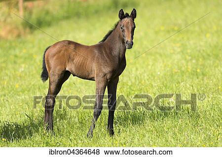 Stock Photo - Thoroughbred horse, racehorse, foal standing in meadow, Baden-Württemberg, Germany, Europe. Fotosearch