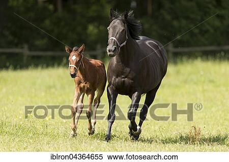 Stock Photography - Thoroughbred horse, racehorse, mare with foal, Baden-Württemberg, Germany, Europe. Fotosearch
