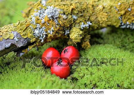 Stock Photo - Three berries of the Cotoneaster ( Cotoneaster) twig with lichen. Fotosearch