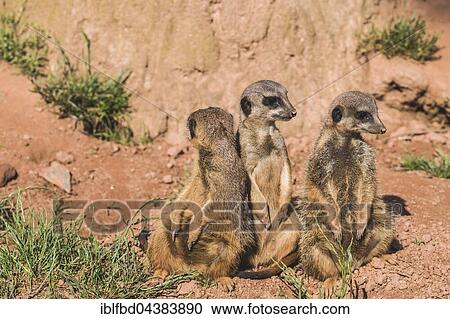 Stock Image - Three Meerkats (Suricata suricatta) are sitting on the ground, watching out, captive, Leipzig, Saxony, Germany, Europe. Fotosearch