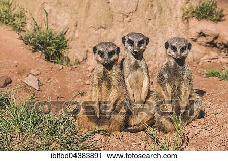 Three Meerkats (Suricata suricatta) are sitting on the ground, watching out, captive, Leipzig, Saxony, Germany, Europe View Large Photo Image Stock Image - Three Meerkats (Suricata suricatta) are sitting on the ground, watching out, captive, Leipzig, Saxony, Germany, Europe. Fotosearch