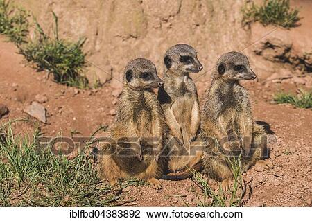 Stock Image - Three Meerkats (Suricata suricatta) are sitting on the ground, watching out, captive, Leipzig, Saxony, Germany, Europe. Fotosearch