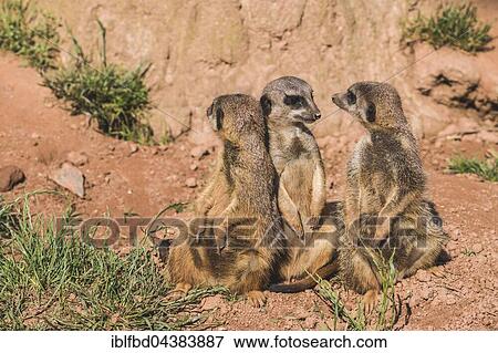 Three Meerkats (Suricata suricatta) are sitting on the ground, watching out, captive, Leipzig, Saxony, Germany, Europe View Large Photo Image Stock Photo - Three Meerkats (Suricata suricatta) are sitting on the ground, watching out, captive, Leipzig, Saxony, Germany, Europe. Fotosearch