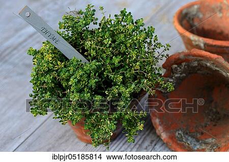 Thymus citriodorus ( Thymus citriodorus) varnished View Large Photo Image Picture - Thymus citriodorus ( Thymus citriodorus) varnished. Fotosearch