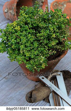Thymus citriodorus ( Thymus citriodorus) varnished View Large Photo Image Stock Image - Thymus citriodorus ( Thymus citriodorus) varnished. Fotosearch